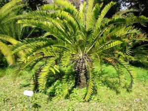 Encephalartos_longifolius02-1024x768