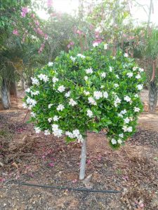 גרדניה יסמינית