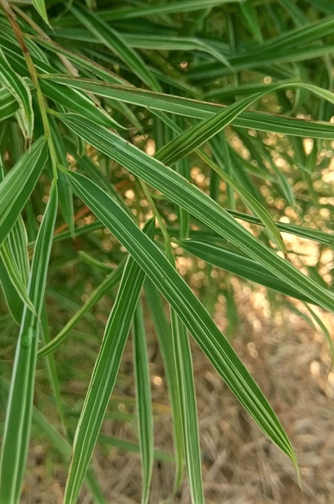 יפיוף תאילנדי