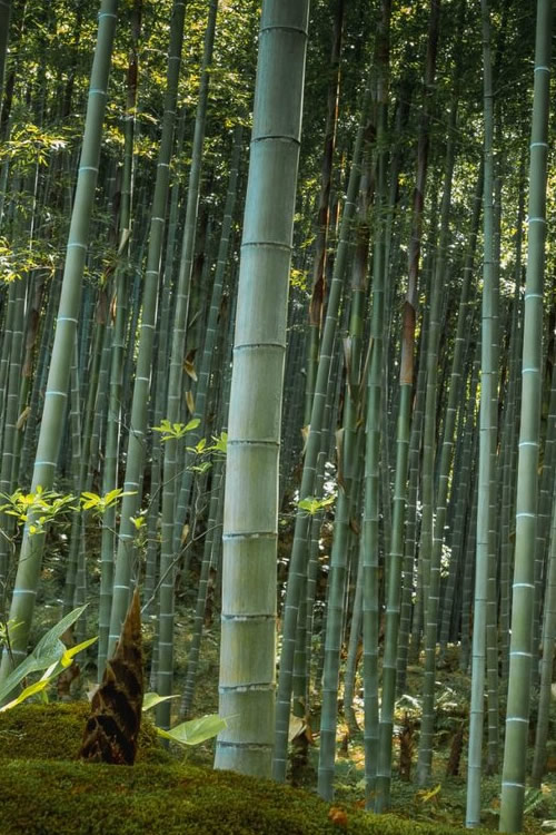 במבוק מוסו