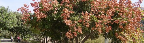 צילום דר אבישי טייכר, CC BY 2.5 פנסית דו נוצתית