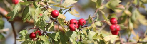 עוזרר סיני