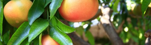 ripe grapefruit fruits on the tree