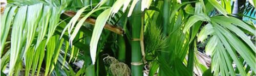 Areca trianda