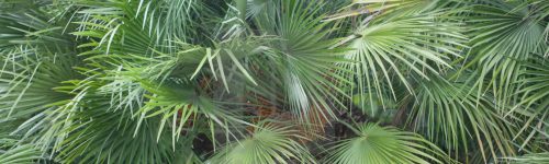 Chamaerops humilis