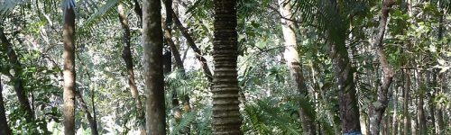 Cycas_circinalis_at_Kudayathoor © 2009 Jee & Rani Nature Photography