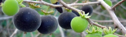 Dovyalis hebecarpa