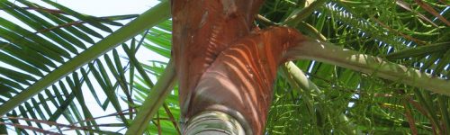 Dypsis leptocheilos