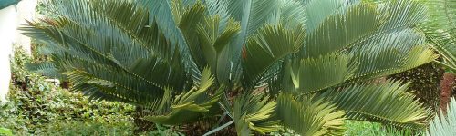 Encephalartos_princeps,_Manie_van_der_Schijff_BT By JMK