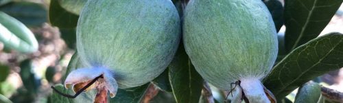 Feijoa sellowiana