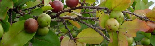 Biodiversity, Plant Inventory Mbizi Forest Reserve and Rukwa Reg
