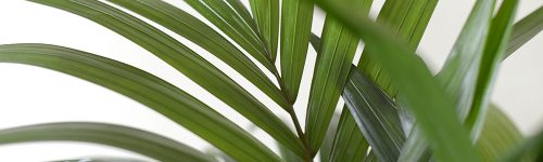 Howea forsteriana