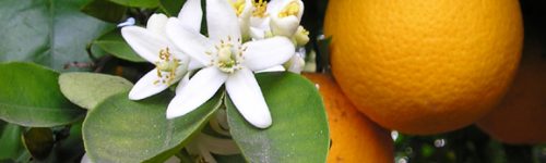 OrangeBloss_wb
