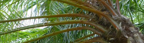 Phoenix reclinata