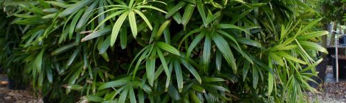 Rhapis excelsa