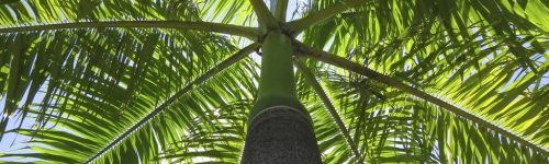 Roystonea regia
