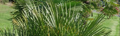 Trachycarpus fortunei