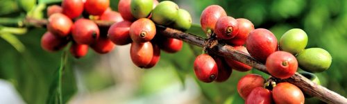 bean-1512433_1280