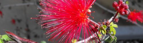 calliandra