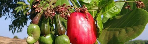 cashew