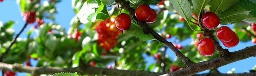cherry