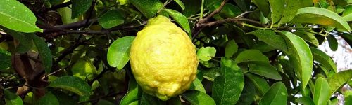 citron