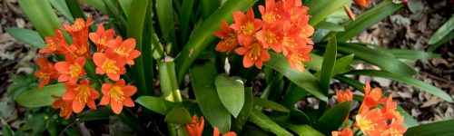 clivia