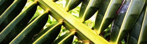 coconut-1551123_640