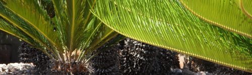 cycad-375523_640