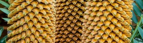 cycad-393404_640