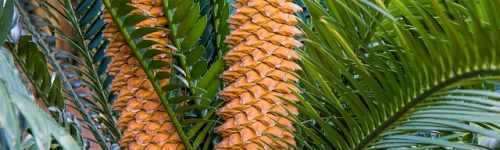 cycad-393405_640