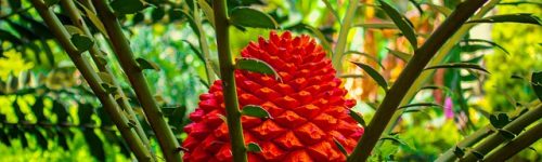 cycad-4118731_640