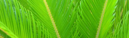 cycads-2716028