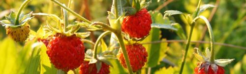 fragaria