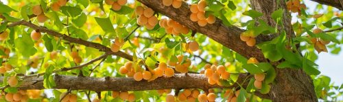 ginkgo