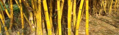 golden-bamboo-345769_640