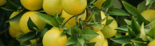 grapefruit