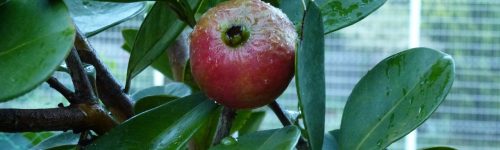 guava-1238081_1280