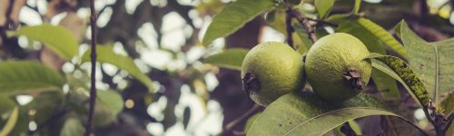 guava