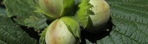hazelnut-2383921_1280