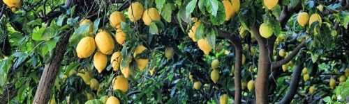 lemon