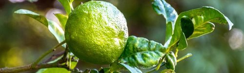 lime