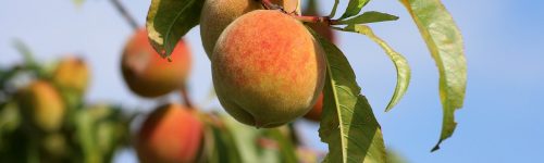 peach