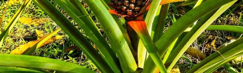 pineapple