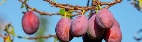 plums-3560078_1280