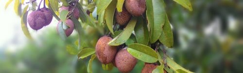 sapodilla