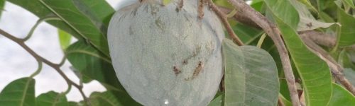 soursop-238164_1280