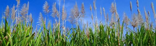 sugarcane-253205_640
