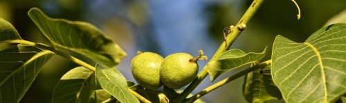 walnuts-3467721_1280